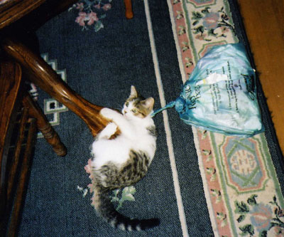 cat.jpg
